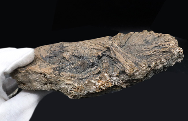 驚くべき保存状態！立体的に保存された触手にご注目！イングランド・ウェットビー産の希少なウミユリ、ペンタクリナイト（Pentacrinites）の上質化石（その9）