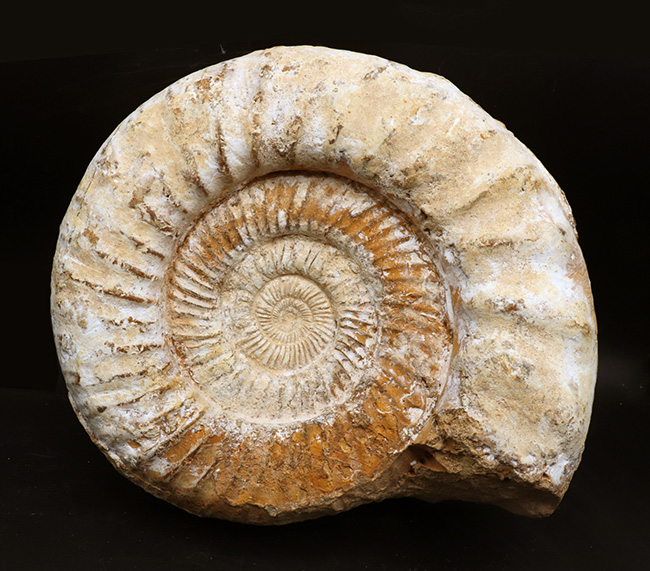 直径２５センチ、５ｋｇ超えの巨大なアンモナイト、ペリスフィンクテス（Perisphinctes）の上質化石（その1）