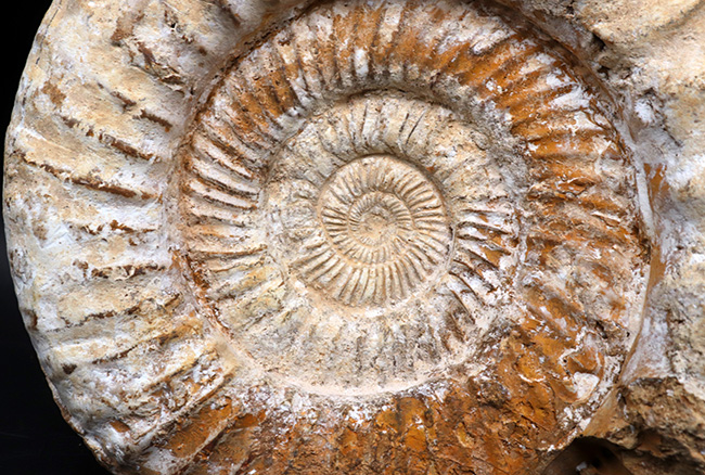 直径２５センチ、５ｋｇ超えの巨大なアンモナイト、ペリスフィンクテス（Perisphinctes）の上質化石（その2）