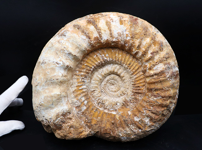 直径２５センチ、５ｋｇ超えの巨大なアンモナイト、ペリスフィンクテス（Perisphinctes）の上質化石（その3）