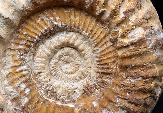 直径２５センチ、５ｋｇ超えの巨大なアンモナイト、ペリスフィンクテス（Perisphinctes）の上質化石（その4）