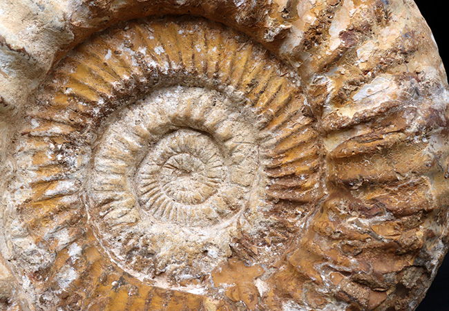 直径25センチ、5kg超えの巨大なアンモナイト、ペリスフィンクテス(Perisphinctes)の上質化石(その4)