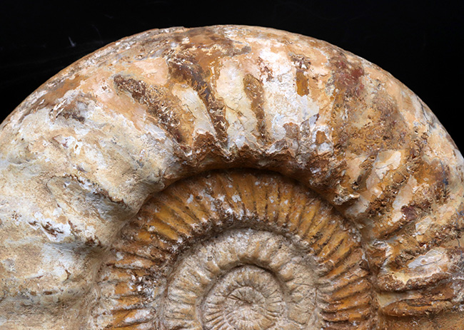 直径２５センチ、５ｋｇ超えの巨大なアンモナイト、ペリスフィンクテス（Perisphinctes）の上質化石（その5）