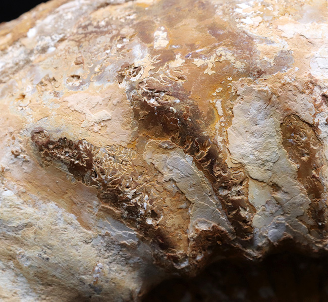 直径２５センチ、５ｋｇ超えの巨大なアンモナイト、ペリスフィンクテス（Perisphinctes）の上質化石（その6）