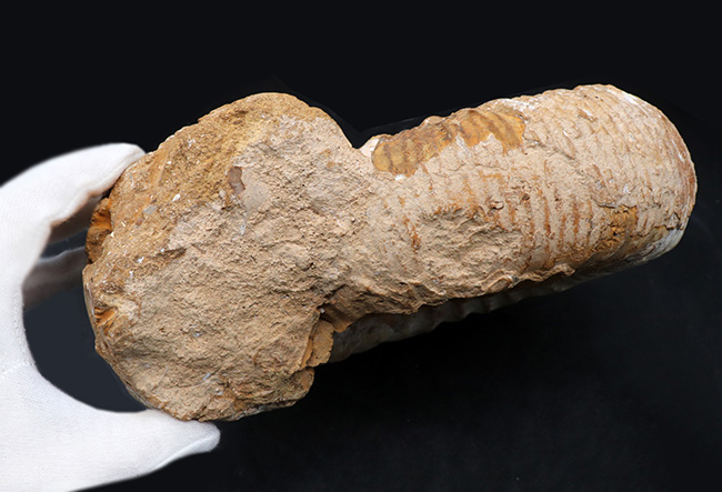 直径２５センチ、５ｋｇ超えの巨大なアンモナイト、ペリスフィンクテス（Perisphinctes）の上質化石（その7）