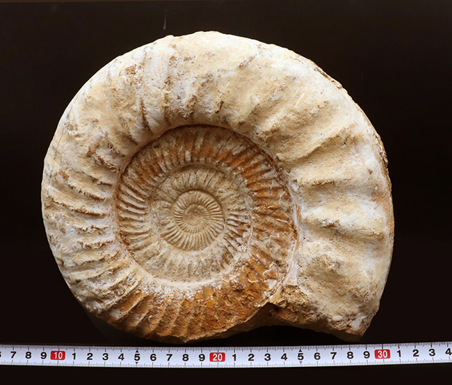 直径２５センチ、５ｋｇ超えの巨大なアンモナイト、ペリスフィンクテス（Perisphinctes）の上質化石（その8）