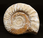 直径２５センチ、５ｋｇ超えの巨大なアンモナイト、ペリスフィンクテス（Perisphinctes）の上質化石
