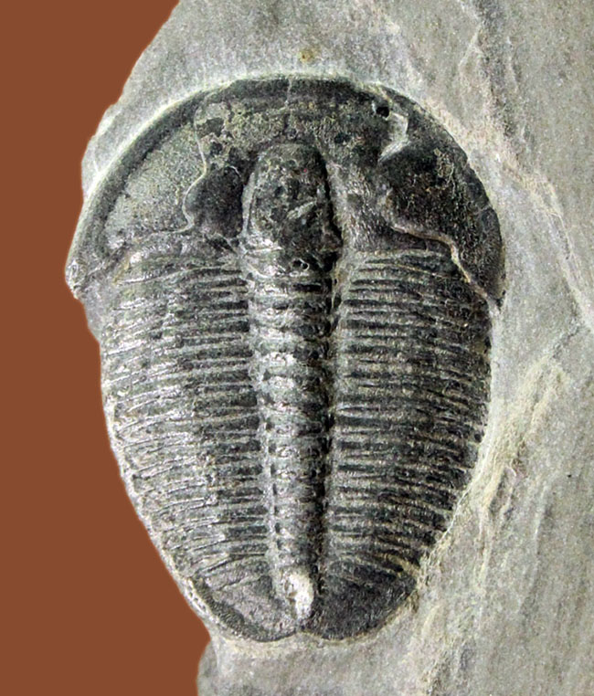 母岩付き、初期（カンブリア紀）の三葉虫エルラシア・キンギ。米国を代表する三葉虫の一つ。（その4）