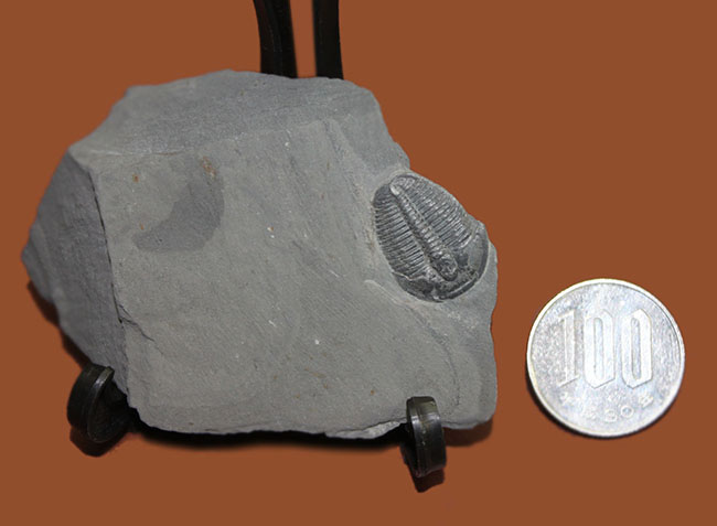 母岩付き、初期（カンブリア紀）の三葉虫エルラシア・キンギ。米国を代表する三葉虫の一つ。（その6）
