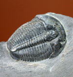 母岩付き、初期（カンブリア紀）の三葉虫エルラシア・キンギ。米国を代表する三葉虫の一つ。