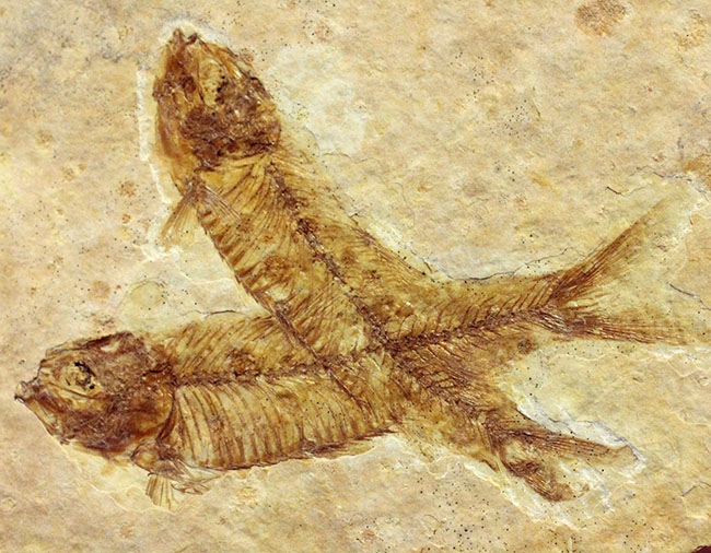 化石の世界的産地の一つ、グリーンリバー層で見つかる、最も有名な化石、古代魚ナイティア（Knightia eocaena）（その1）