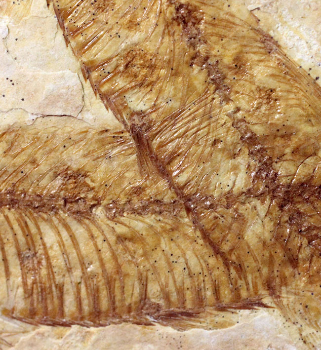 化石の世界的産地の一つ、グリーンリバー層で見つかる、最も有名な化石、古代魚ナイティア（Knightia eocaena）（その10）