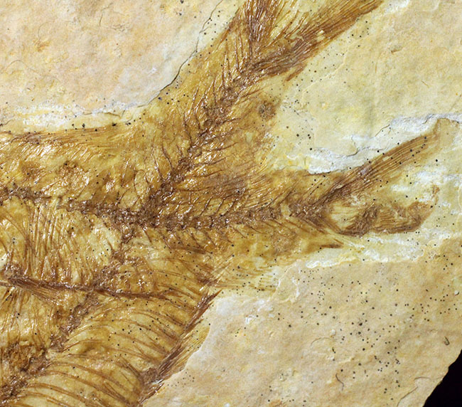 化石の世界的産地の一つ、グリーンリバー層で見つかる、最も有名な化石、古代魚ナイティア（Knightia eocaena）（その11）