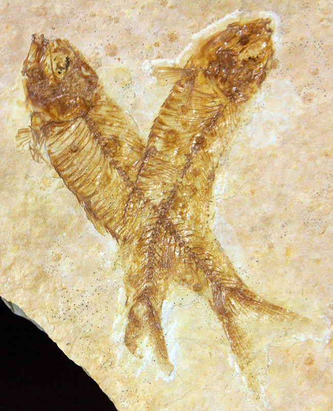 化石の世界的産地の一つ、グリーンリバー層で見つかる、最も有名な化石、古代魚ナイティア（Knightia eocaena）（その12）