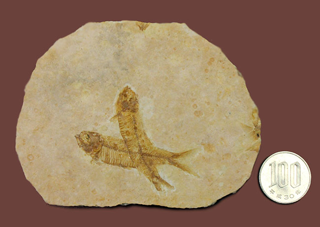 化石の世界的産地の一つ、グリーンリバー層で見つかる、最も有名な化石、古代魚ナイティア（Knightia eocaena）（その13）