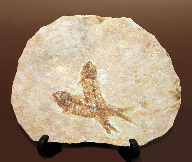 化石の世界的産地の一つ、グリーンリバー層で見つかる、最も有名な化石、古代魚ナイティア（Knightia eocaena）（その2）