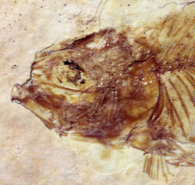 化石の世界的産地の一つ、グリーンリバー層で見つかる、最も有名な化石、古代魚ナイティア（Knightia eocaena）（その3）