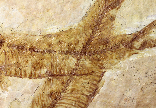化石の世界的産地の一つ、グリーンリバー層で見つかる、最も有名な化石、古代魚ナイティア（Knightia eocaena）（その4）