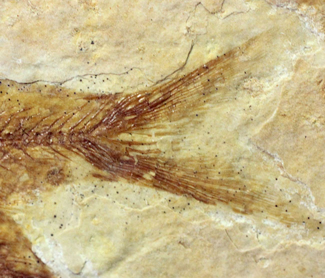 化石の世界的産地の一つ、グリーンリバー層で見つかる、最も有名な化石、古代魚ナイティア（Knightia eocaena）（その5）