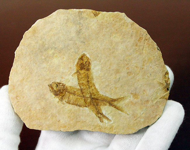 化石の世界的産地の一つ、グリーンリバー層で見つかる、最も有名な化石、古代魚ナイティア（Knightia eocaena）（その6）