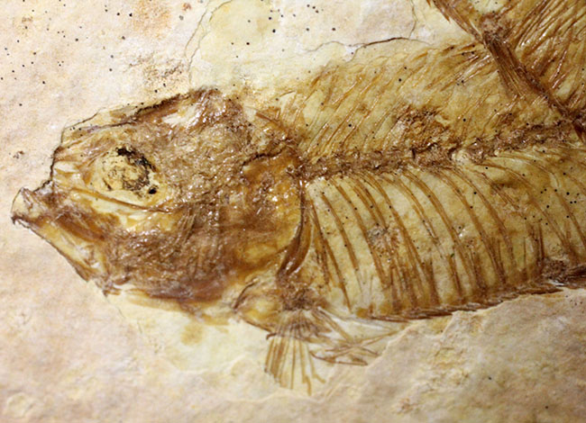 化石の世界的産地の一つ、グリーンリバー層で見つかる、最も有名な化石、古代魚ナイティア（Knightia eocaena）（その9）