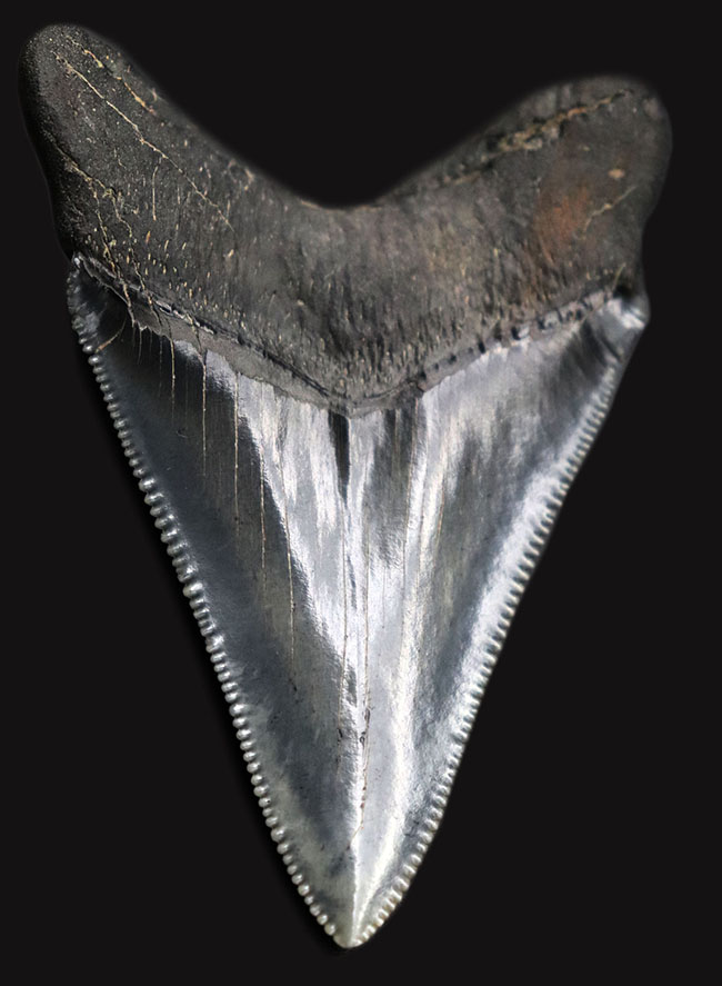 最高の保存状態を誇る、１００％オールナチュラルのメガロドン（Carcharodon megalodon）の歯化石（その1）