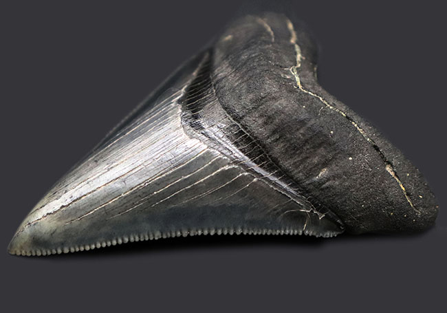 最高の保存状態を誇る、１００％オールナチュラルのメガロドン（Carcharodon megalodon）の歯化石（その4）
