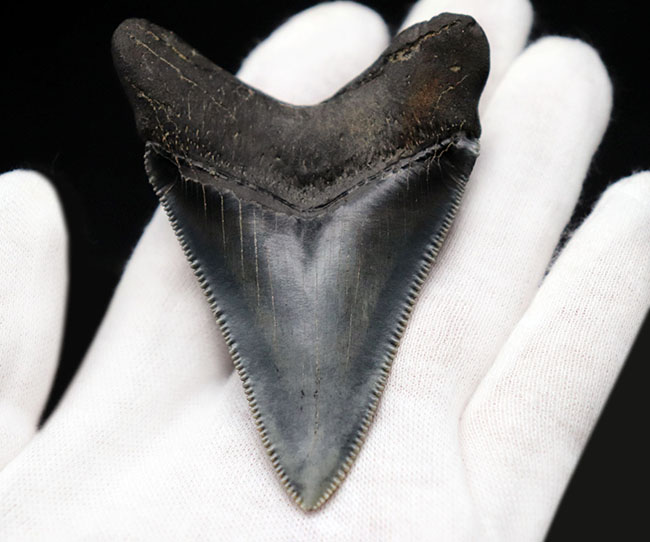 最高の保存状態を誇る、１００％オールナチュラルのメガロドン（Carcharodon megalodon）の歯化石（その5）