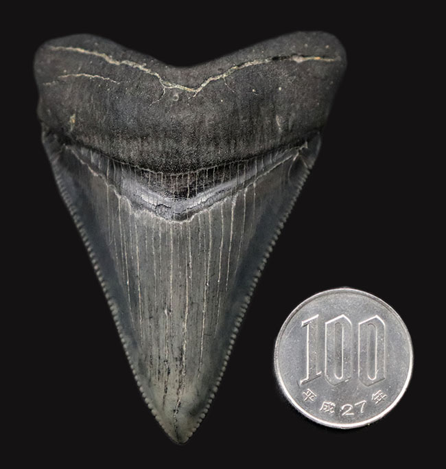 最高の保存状態を誇る、１００％オールナチュラルのメガロドン（Carcharodon megalodon）の歯化石（その8）