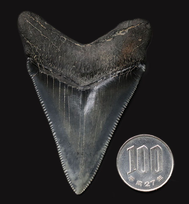 最高の保存状態を誇る、１００％オールナチュラルのメガロドン（Carcharodon megalodon）の歯化石（その9）