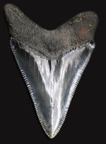 最高の保存状態を誇る、１００％オールナチュラルのメガロドン（Carcharodon megalodon）の歯化石