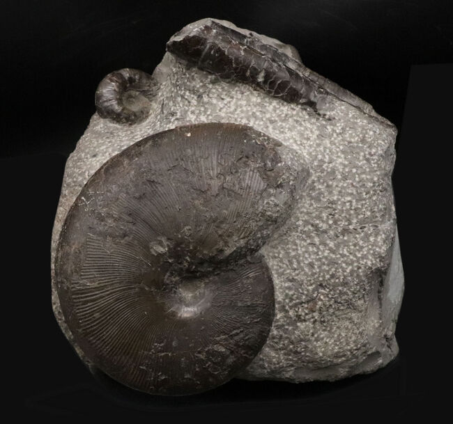 スターが揃い踏み！立派なフィロセラスとポリプチコセラスが見られる北海道産アンモナイト（Ammonite）の群集標本（その1）