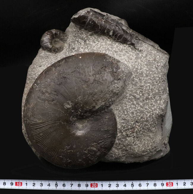 スターが揃い踏み！立派なフィロセラスとポリプチコセラスが見られる北海道産アンモナイト（Ammonite）の群集標本（その12）