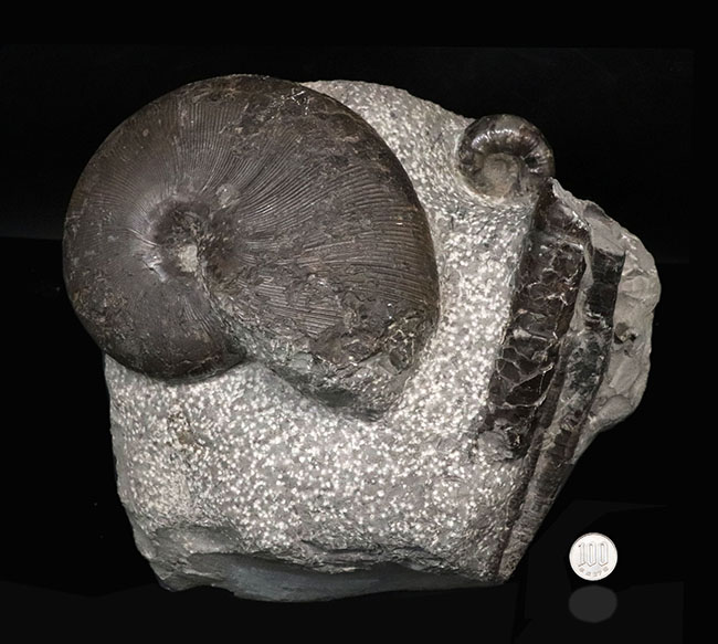スターが揃い踏み！立派なフィロセラスとポリプチコセラスが見られる北海道産アンモナイト（Ammonite）の群集標本（その13）