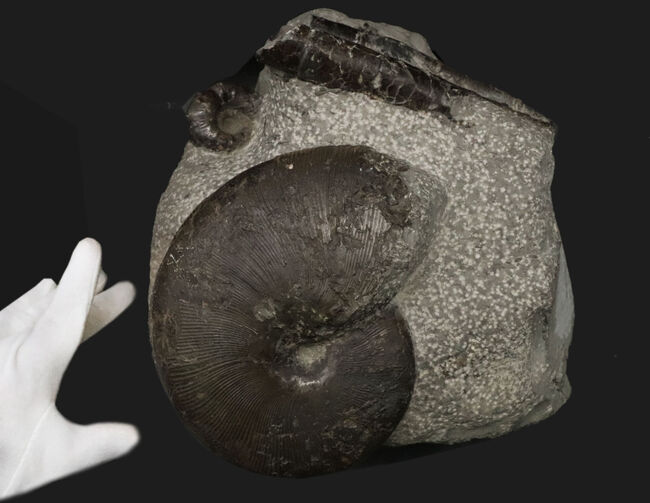 スターが揃い踏み！立派なフィロセラスとポリプチコセラスが見られる北海道産アンモナイト（Ammonite）の群集標本（その2）