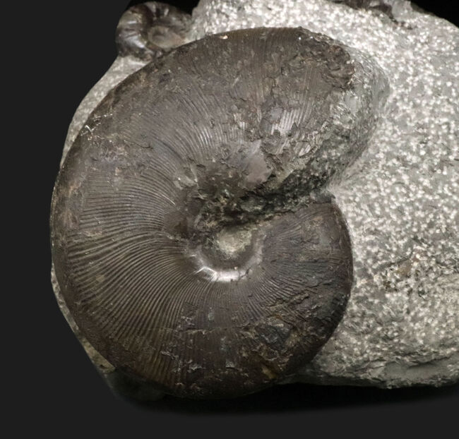 スターが揃い踏み！立派なフィロセラスとポリプチコセラスが見られる北海道産アンモナイト（Ammonite）の群集標本（その3）