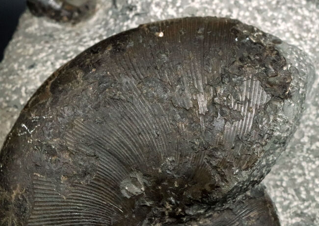 スターが揃い踏み！立派なフィロセラスとポリプチコセラスが見られる北海道産アンモナイト（Ammonite）の群集標本（その4）