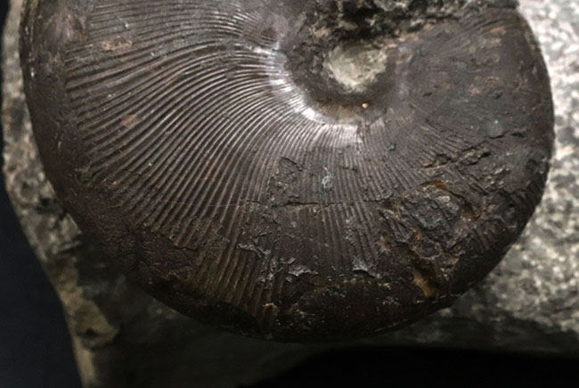 スターが揃い踏み！立派なフィロセラスとポリプチコセラスが見られる北海道産アンモナイト（Ammonite）の群集標本（その5）