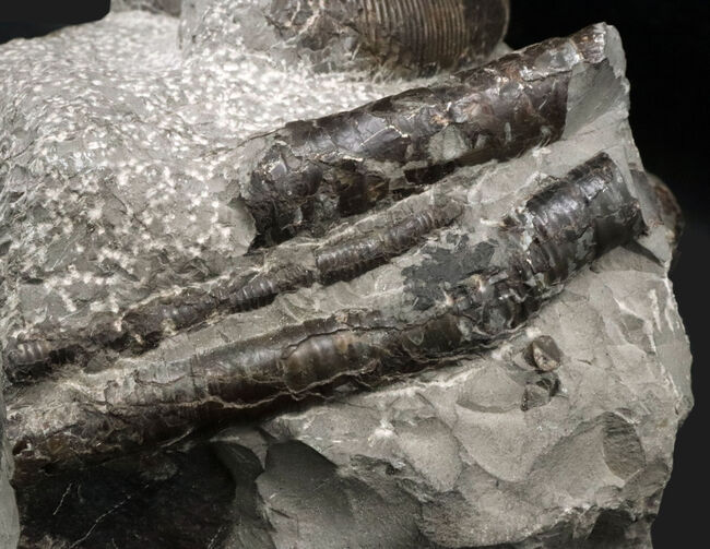 スターが揃い踏み！立派なフィロセラスとポリプチコセラスが見られる