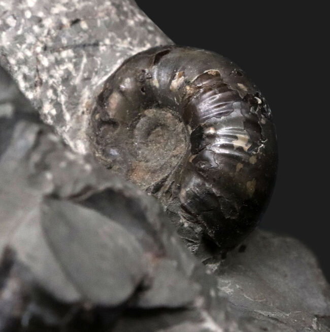 スターが揃い踏み！立派なフィロセラスとポリプチコセラスが見られる北海道産アンモナイト（Ammonite）の群集標本（その9）