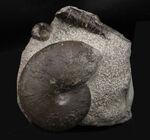 スターが揃い踏み！立派なフィロセラスとポリプチコセラスが見られる北海道産アンモナイト（Ammonite）の群集標本