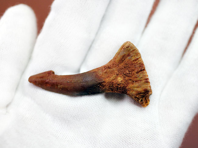 全国送料無料 化石標本　白亜紀　ノコギリエイ　生きた化石 アンティーク/コレクション