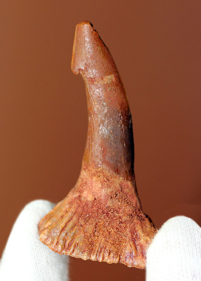 生きた化石、モロッコ産ノコギリエイ（Onchopristis）の７千万年前の歯化石（その4）