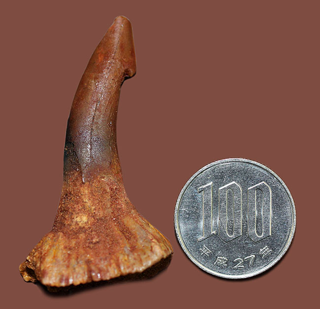 生きた化石、モロッコ産ノコギリエイ（Onchopristis）の７千万年前の歯化石（その7）