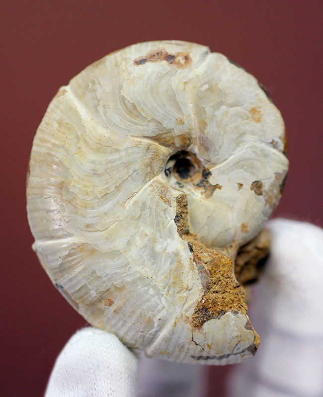 中生代ジュラ紀の珍しいアンモナイト、ホルコフィロセラス(Holcophylloceras sp.)。(その1)