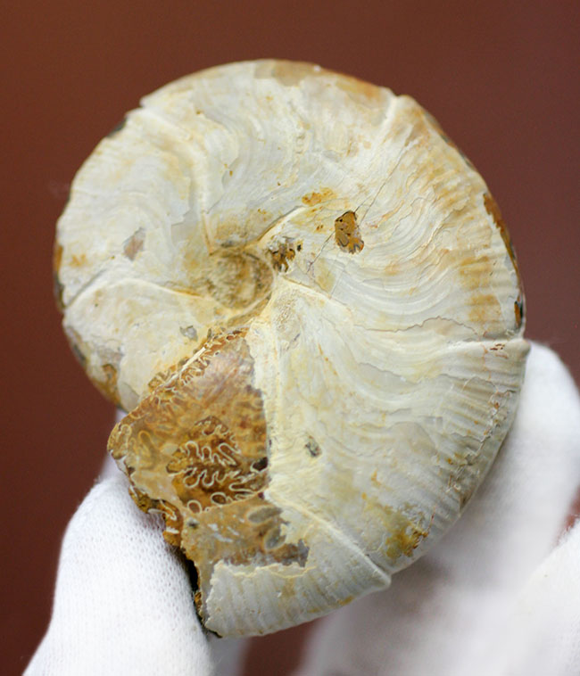 中生代ジュラ紀の珍しいアンモナイト、ホルコフィロセラス(Holcophylloceras sp.)。(その2)