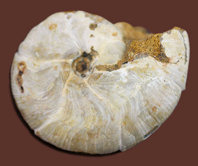 中生代ジュラ紀の珍しいアンモナイト、ホルコフィロセラス(Holcophylloceras sp.)。(その3)