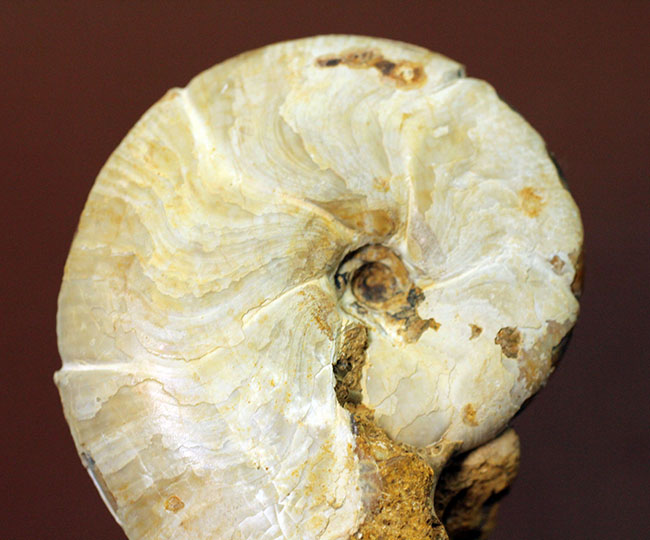 中生代ジュラ紀の珍しいアンモナイト、ホルコフィロセラス(Holcophylloceras sp.)。(その4)