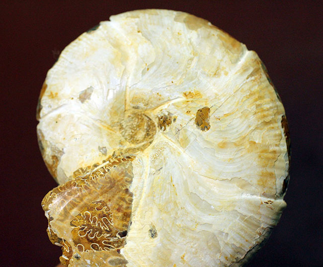 中生代ジュラ紀の珍しいアンモナイト、ホルコフィロセラス(Holcophylloceras sp.)。(その5)