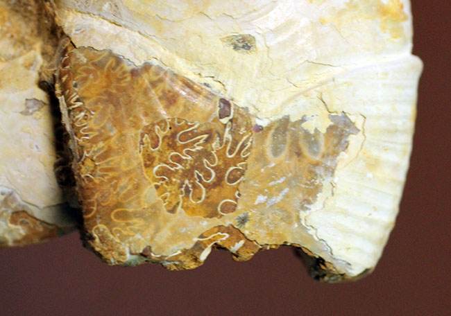 中生代ジュラ紀の珍しいアンモナイト、ホルコフィロセラス(Holcophylloceras sp.)。(その6)